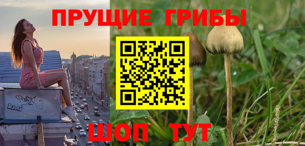 Саров  Псилоцибиновые грибы прущие грибы  Вход с VPN 